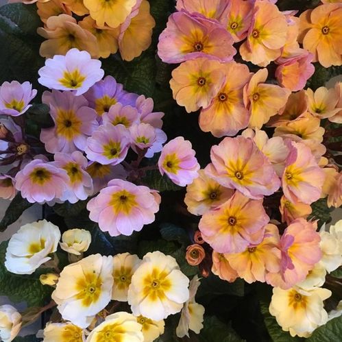 PRIMULA PEACH MELBA K:10CM x8