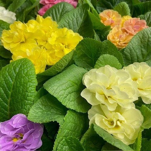 PRIMULA PRINCESS DUBBEL ROSA x12