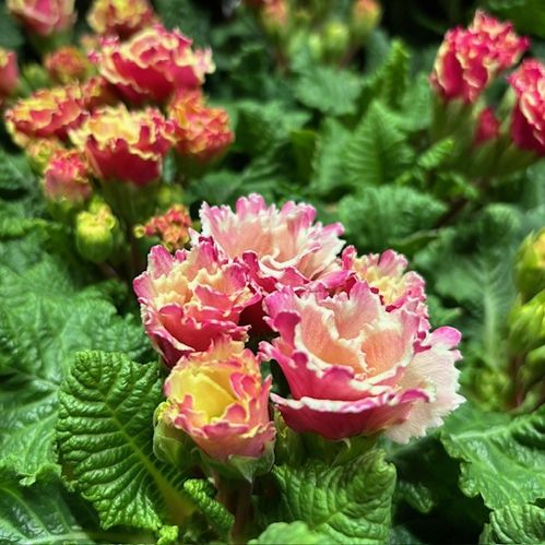 PRIMULA FLAMENCO CREAM & PINK K:11CM x10