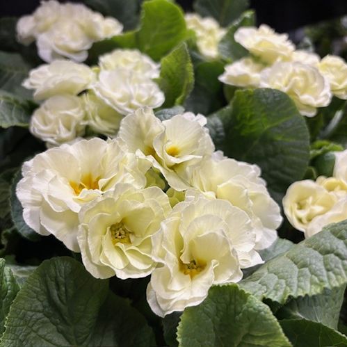 PRIMULA RUBENS CREAM K:11CM x10
