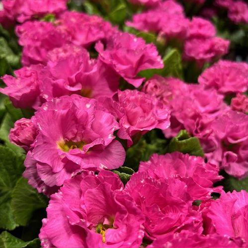 PRIMULA SIRROCCO PINK K:11CM x10