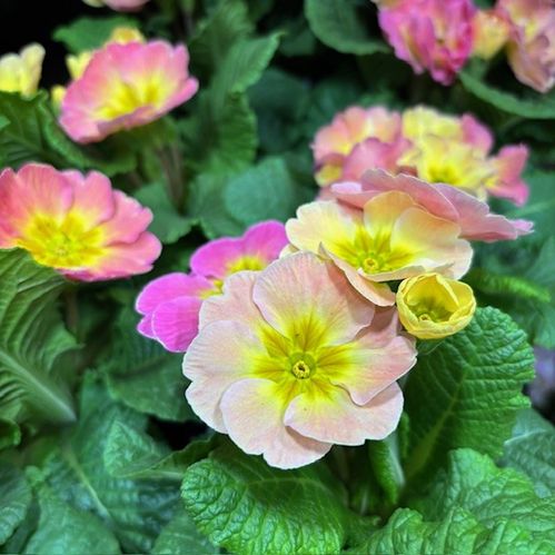 PRIMULA CHAMAELEON APRIK0S-ROSA K:11CM x10