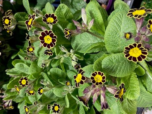 PRIMULA VICTORIANA MIX x12