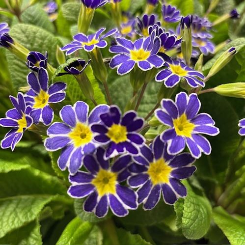 PRIMULA ELIATOR 2-F BLÅ K:12CM x10