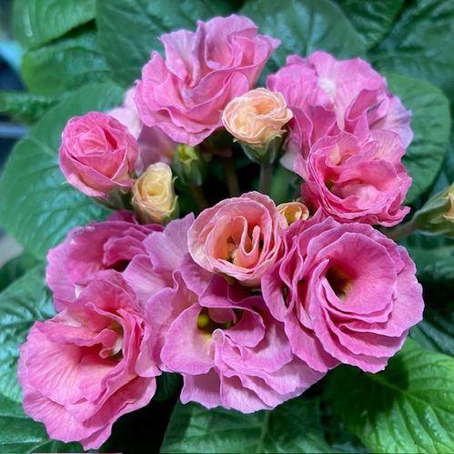 PRIMULA ROSEBUD DUBBEL ROSA K:11CM x10
