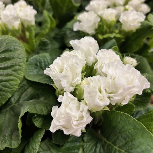 PRIMULA ROSEBUD DUBBEL VIT K:11CM x10