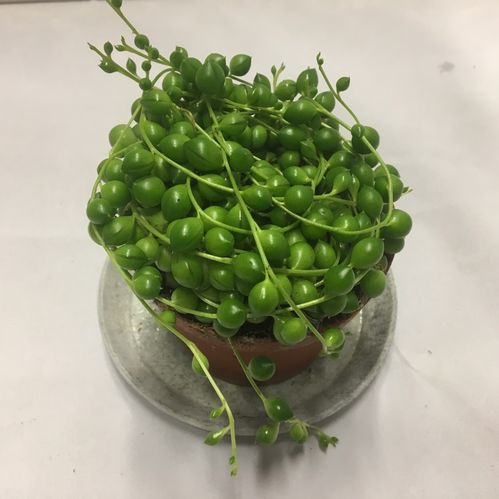 SENECIO ÄRTOR PÅ TRÅD K:11CM x8