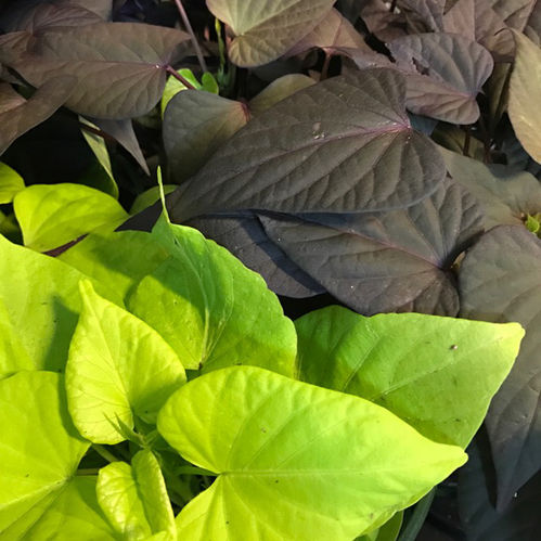 IPOMOEA BATAT BLADGRÖNT GRÖN x8