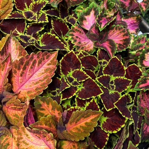 COLEUS PALETTBLAD K:12CM x8
