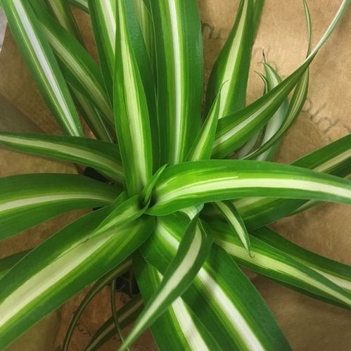CHLOROPHYTUM OCEAN BROKIG x8