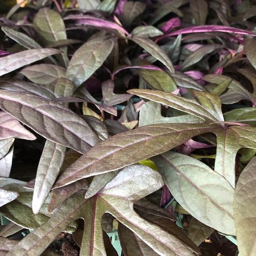 IPOMOEA BATAT MÖRKBLADIG FRILLESÅS x8