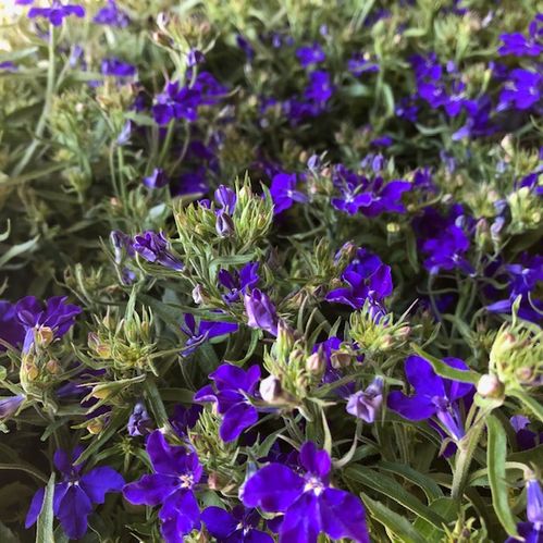 LOBELIA MIX FRILLESÅS x8