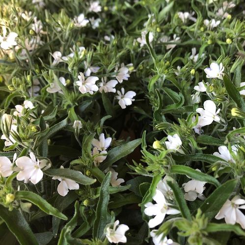 LOBELIA VIT FRILLESÅS x8