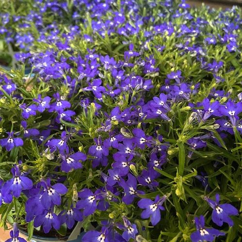 LOBELIA BLÅ FRILLESÅS x8