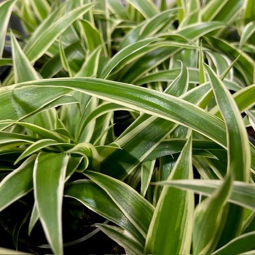 CHLOROPHYTUM BROKIG MINI x12