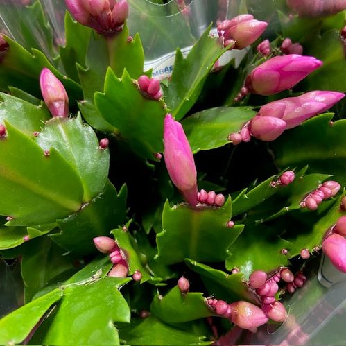 NOVEMBERCACTUS SCHLUMB ROSA K:11CM x12