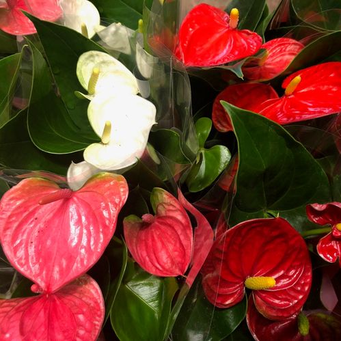 ANTHURIUM MIX K:9CM x12