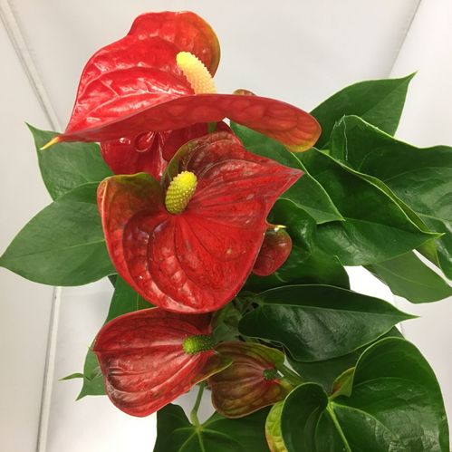 ANTHURIUM RÖD K:14CM x8