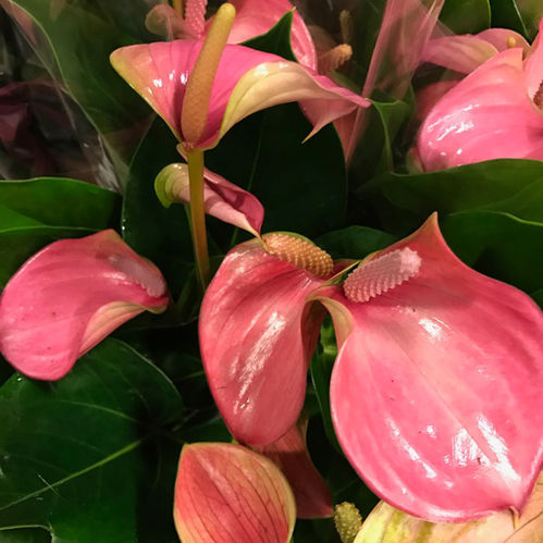 ANTHURIUM ROSA K:14CM x8