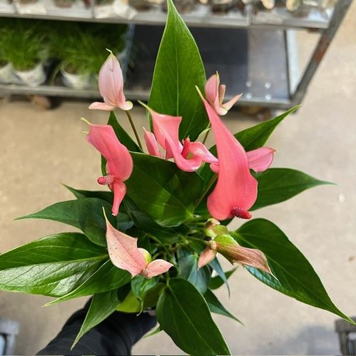 ANTHURIUM LILLI ROSA K:12CM x6