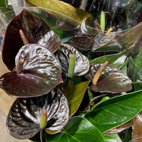 ANTHURIUM BLACK LOVE K:12CM x10
