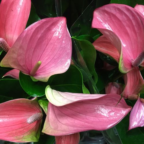 ANTHURIUM ROSA K:12CM x10
