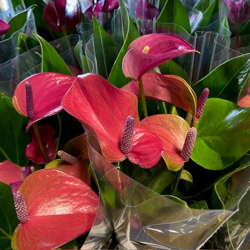 ANTHURIUM LILA K:12CM x10
