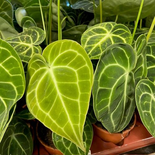 ANTHURIUM CLARINERVIUM K:17CM x2