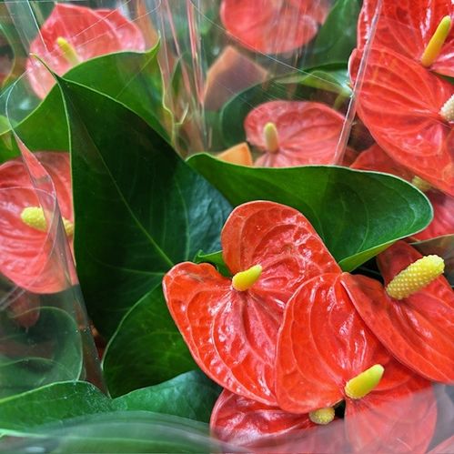 ANTHURIUM ORANGE K:14CM x8