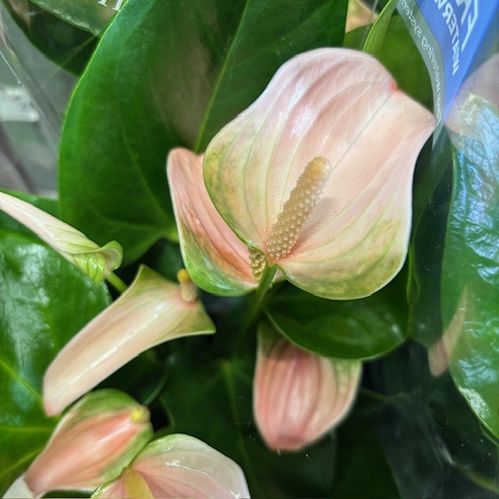 ANTHURIUM JOLI PEACH K:17CM