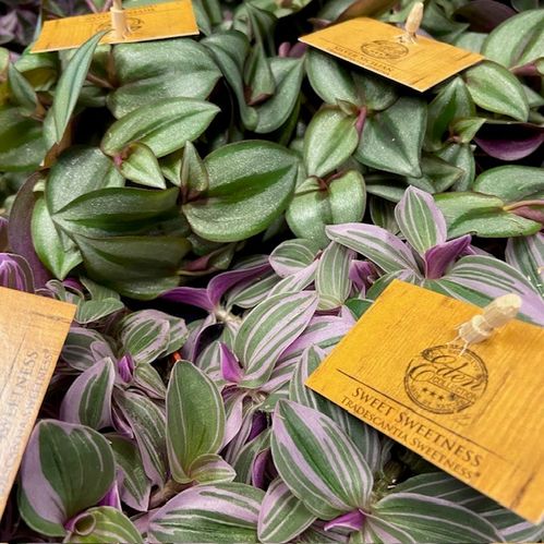 TRADESCANTIA/CALLISIA MIX K:12CM x10