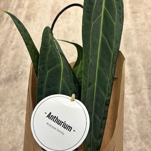 ANTHURIUM WAROCQUEANUM BLAD K:12CM x6