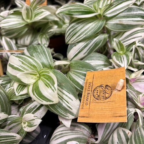 TRADESCANTIA BRIGHTNESS K:12CM x6