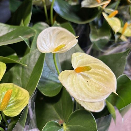ANTHURIUM VANILLA LJUSGUL K:12CM x10