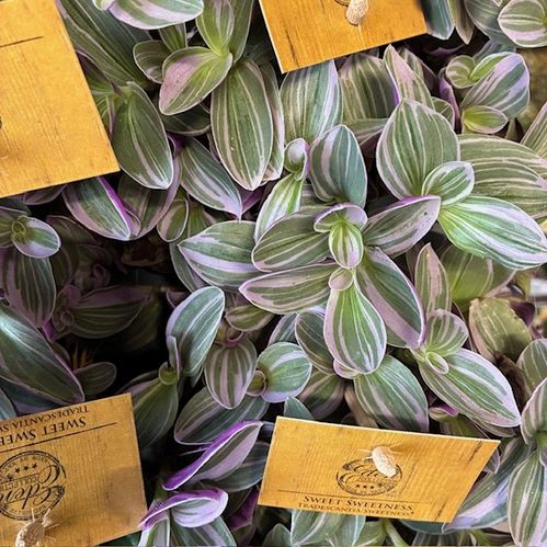 TRADESCANTIA SWEETNESS K:10CM x8