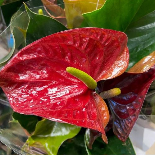 ANTHURIUM TRANQUILL BRUN/MÖRKRÖD K:14CM x8