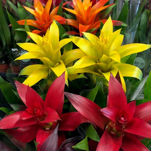 GUSMANIA/VRIESIA MIX K:12CM x6