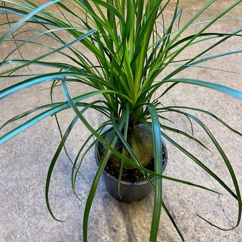 BEAUCARNEA STOR KNÖL K:14CM H:40-50CM x7