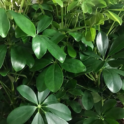 SCHEFFLERA NORA GRÖN K:13CM x8