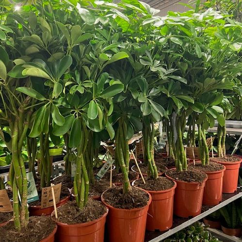 SCHEFFLERA STAM 70-85CM K:21CM