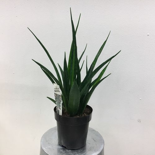 SANSEVERIA KIRKII FRIENDS K:14CM x6