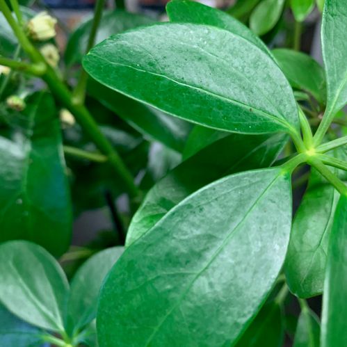 SCHEFFLERA ACTINOPHYLLA ARVID x6
