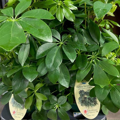 SCHEFFLERA ARBORICOLA ARVID K:14CM x6