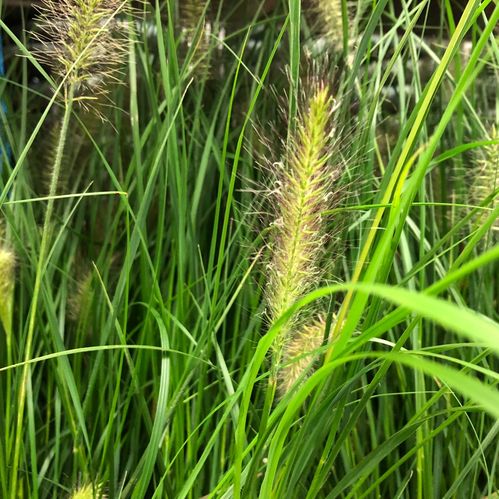 GRÄS PENNISETUM HAMELN K:13CM x8