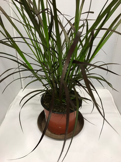 GRÄS PENNISETUM RUBRUM K:12CM x10