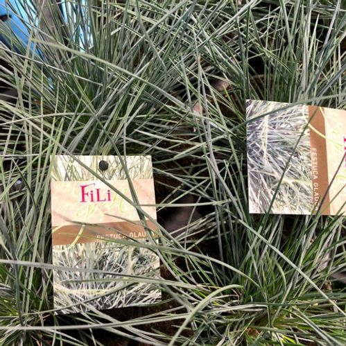GRÄS FESTUCA GLAUCA x15