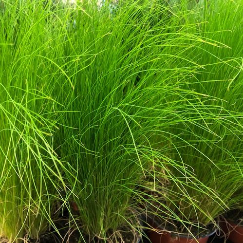 GRÄS STIPA K:12CM x10