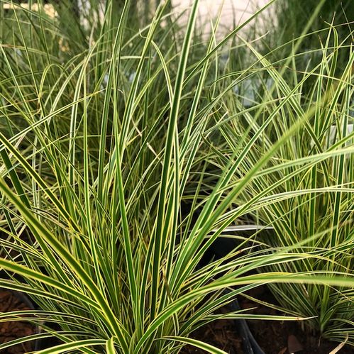 GRÄS CAREX BRUNNEA K:13CM x8