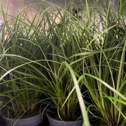 GRÄS CAREX BRUNNEA K:9CM x12
