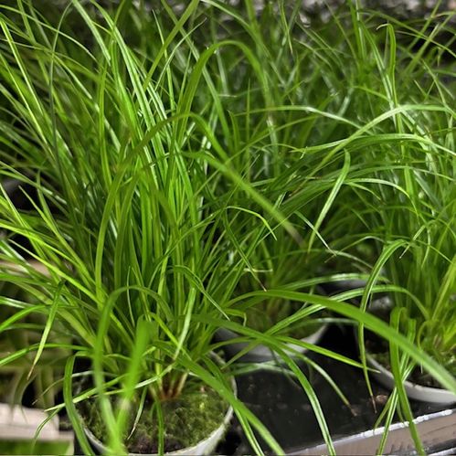 GRÄS CAREX BRUNNEA MINI x20